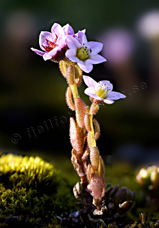 Klibbig fetknopp biotop, biotoper, blommor, fjäll, fjällblomma, fjällblommor, fjällen, klibbig fetknopp, natur, sedum villosum, växter