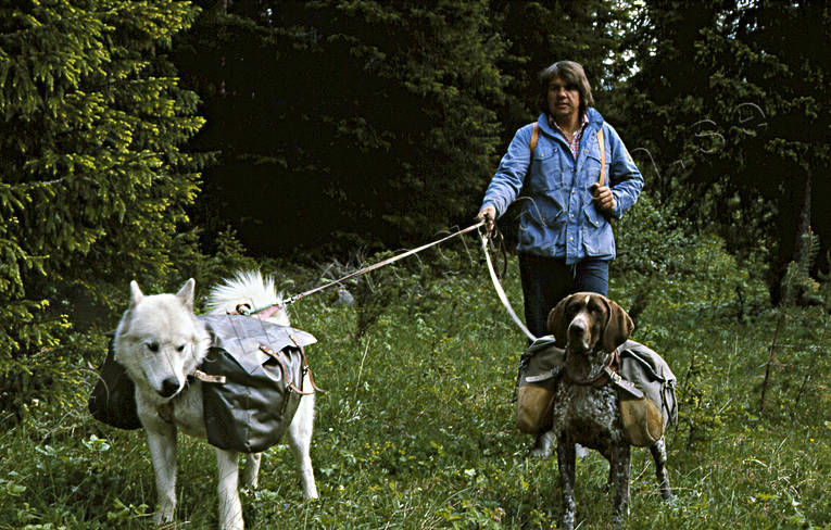 Klövjning med hundar brukshundar, bära, bärväskor, djur, däggdjur, grönlandshund, hund, hundar, klövja, klövjeväskor, klövjning, vorsteh