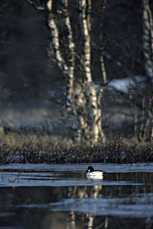 djur, dyknder, fglar, is, knipa, knipor, morgon, vr, vris, nder