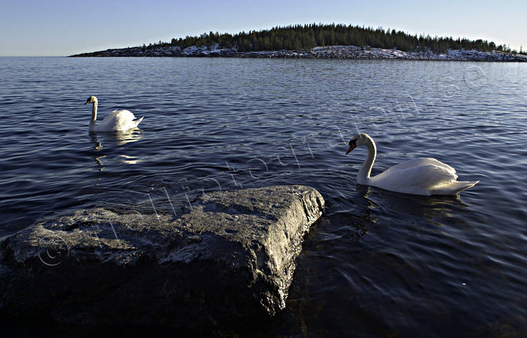 djur, fglar, Fllvik, hga kusten, knlsvan, svan, svanar, vinter