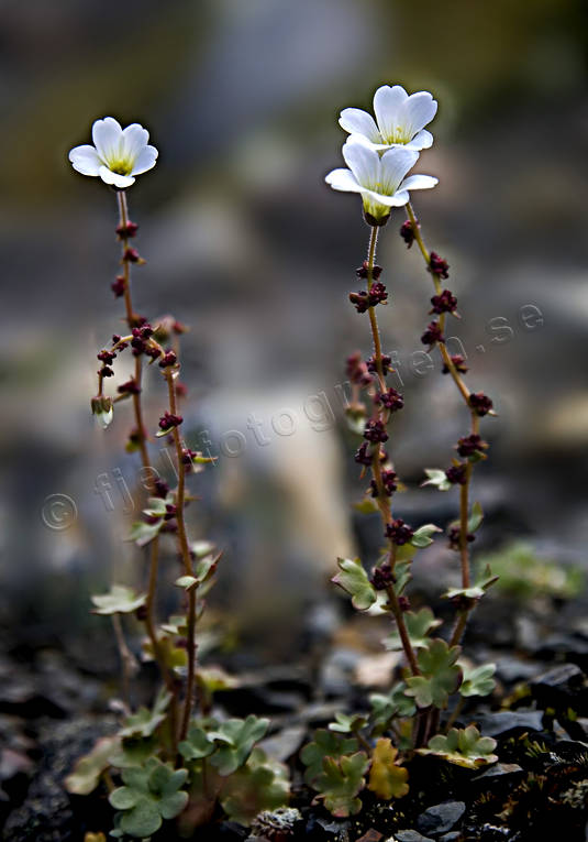 Knoppbräcka biotop, biotoper, blommor, fjäll, fjällblommor, fjällen, fjällnatur, knoppbräcka, natur, växter