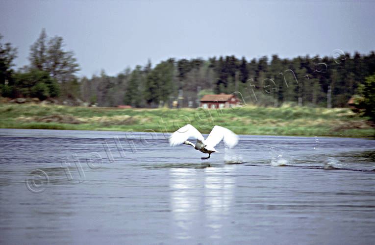 Knölsvan startar på vatten djur, flyga, fåglar, knölsvan, start, svan, svanar