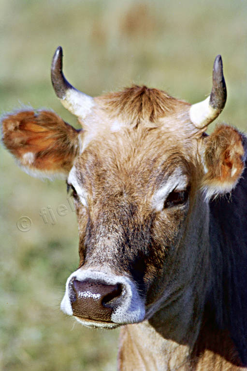 djur, dggdjur, horn, husdjur, jearsy, ko, kossa, nrbild, portrtt