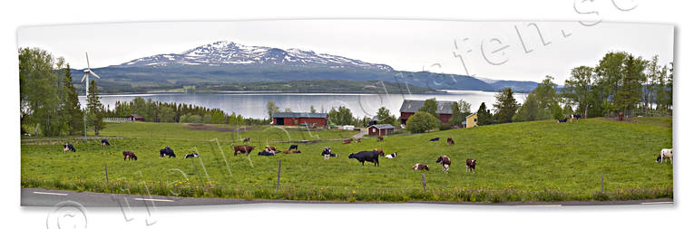 Kor framför Åreskutan och Kallsjön bete, betesmark, bondgård, gård, Jämtland, Kallsjön, kor, krok, Landskap, lantgård, panorama, panoramabilder, sommar, Åreskutan