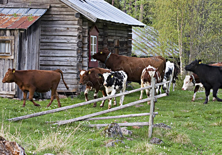 djur, dggdjur, fjllko, fjllkor, fbod, fbodvall, grnbete, husdjur, kor, kossor, kviga, kvigor, sommar, sommarng