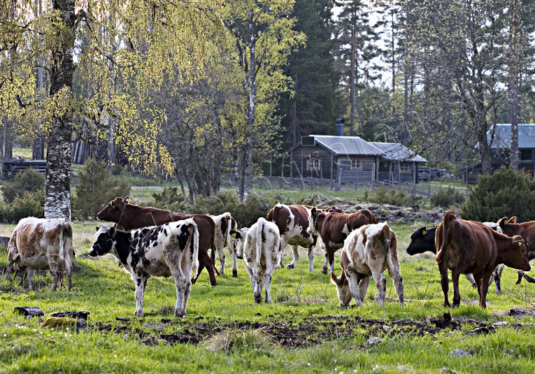 djur, dggdjur, fjllko, fjllkor, fbod, fbodvall, grnbete, husdjur, kor, kossor, kviga, kvigor, sommar, sommarng