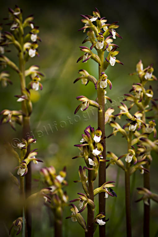 Korallrot biotop, biotoper, blomma, blommande, blommor, corallorhiza trifida, fjällblomma, fjällblommor, korallrot, natur, orkide, orkideer, skog