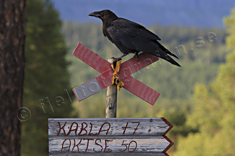 djur, fgel, fglar, korp, krkfgel, krkfglar
