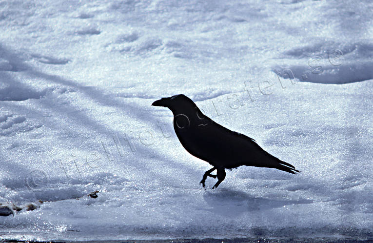 Korp på snö djur, fågel, fåglar, korp, kråkfåglar, snö, vinter