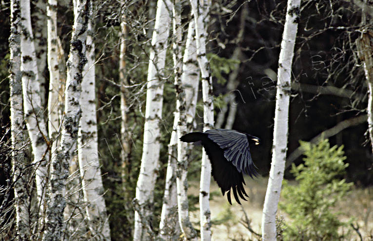 Korp som flyger djur, flyga, fåglar, korp, kråkfåglar