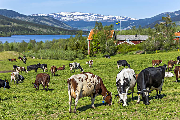 arbete, djur, dggdjur, fjll, fjllkor, frsommar, grnbete, husdjur, jordbruk, Jmtland, kor, koslpp, kossor, Landskap, lantbruk, sommar