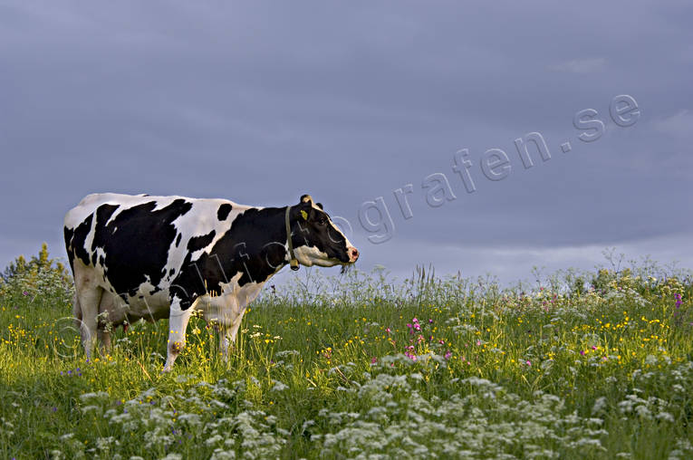 Kossor på grönbete bete, djur, däggdjur, grönbete, husdjur, ko, kor, kossa, kossor, äng, ängsmark