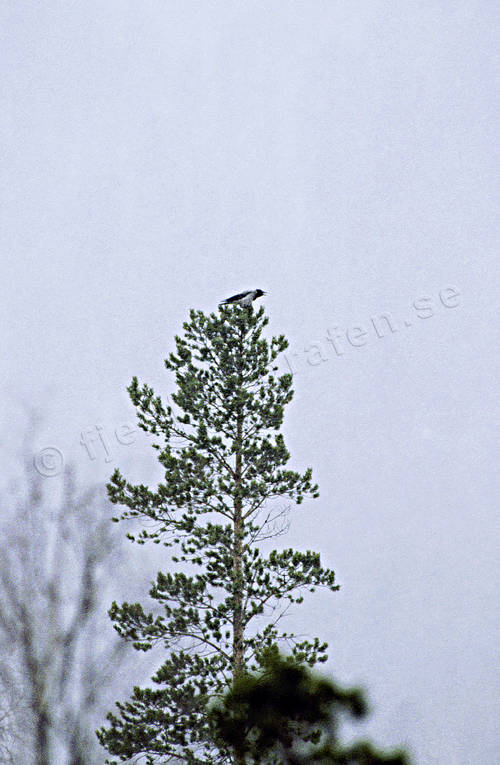 Kråka i talltopp djur, fåglar, himmel, kråka, kråkfåglar, tall