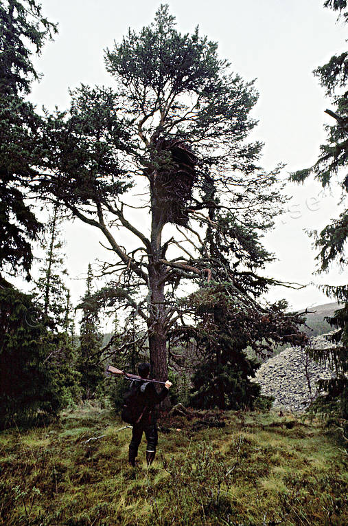 Kungsörnbo beskådas av jägare bo, djur, fågel, fågelbo, fåglar, kungsörn, rovfågel, rovfåglar, träd, örn
