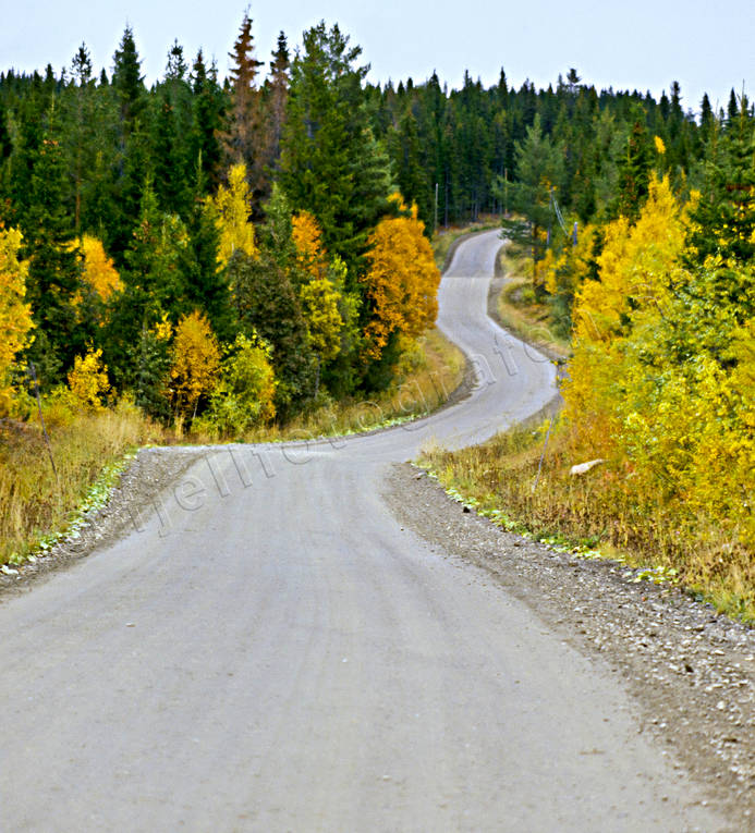 canvastavla, Fototavla, grusvg, hst, hstfrger, Jmtland, kommunikationer, krokig, kurvig, kurvor, landfart, Landskap, slingrande, tavla, vg, vgkurva, rstid, rstider