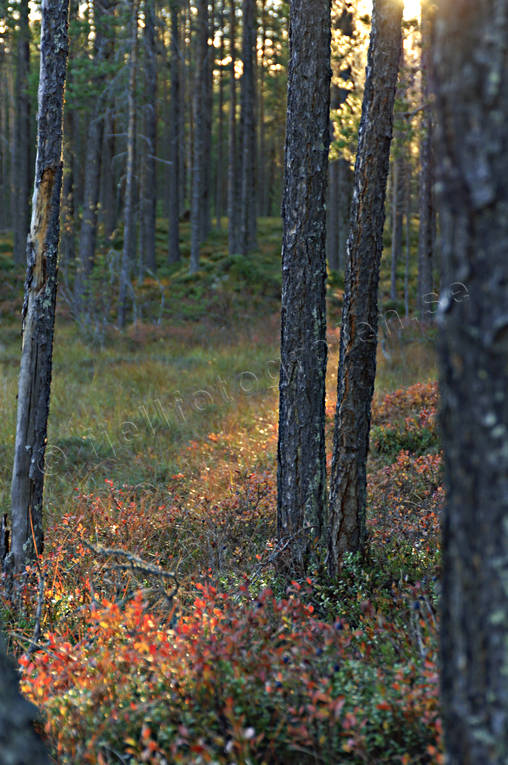 biotop, biotoper, furustammar, hst, kvll, kvllsljus, motljus, natur, skog, skogar, skogsmark, trd, rstid, rstider