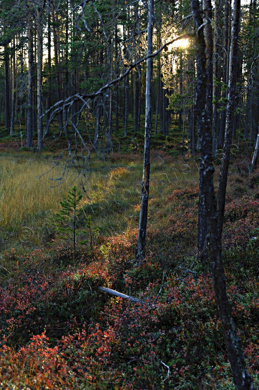 biotop, biotoper, furustammar, hst, kvll, kvllsljus, motljus, natur, skog, skogar, skogsmark, trd, rstid, rstider
