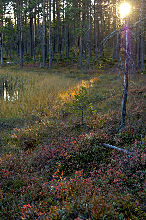 biotop, biotoper, furustammar, hst, kvll, kvllsljus, motljus, natur, skog, skogar, skogsmark, trd, rstid, rstider