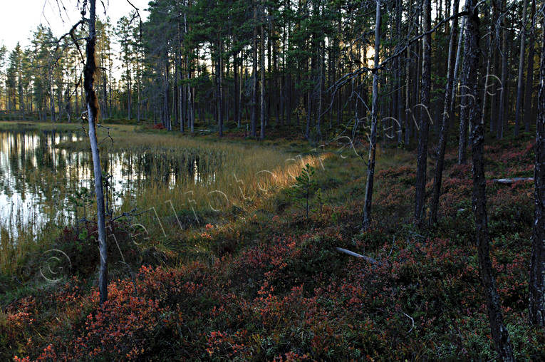 biotop, biotoper, furustammar, hst, kvll, kvllsljus, motljus, natur, skog, skogar, skogsmark, skogstjrn, trd, rstid, rstider