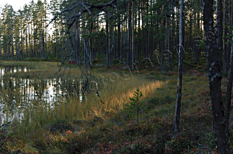biotop, biotoper, furustammar, hst, kvll, kvllsljus, motljus, natur, skog, skogar, skogsmark, skogstjrn, trd, rstid, rstider