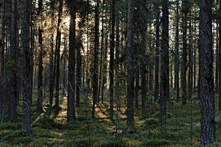 biotop, biotoper, furustammar, hst, kvll, kvllsljus, motljus, natur, skog, skogar, skogsmark, trd, rstid, rstider