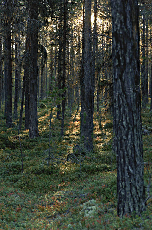 biotop, biotoper, furustammar, hst, kvll, kvllsljus, motljus, natur, skog, skogar, skogsmark, trd, rstid, rstider