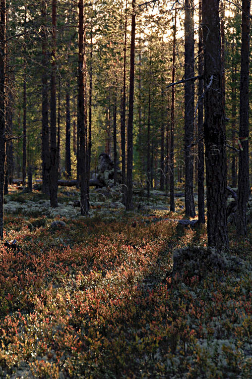 biotop, biotoper, furustammar, hst, kvll, kvllsljus, motljus, natur, skog, skogar, skogsmark, trd, rstid, rstider