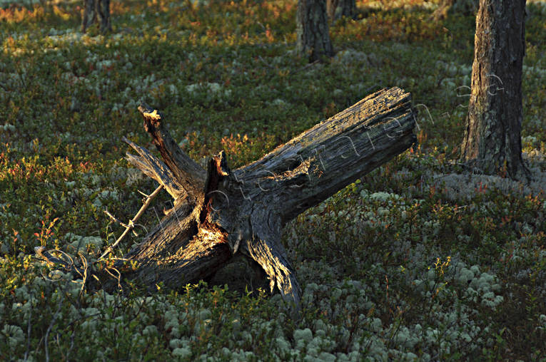 biotop, biotoper, furustammar, hst, kvll, kvllsljus, motljus, natur, skog, skogar, skogsmark, stubbe, rstid, rstider