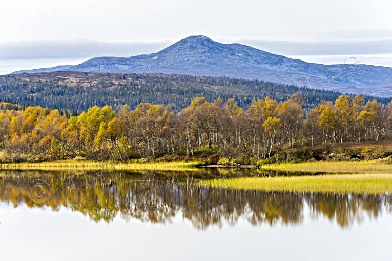 Kölahaugen höstfärger fjäll, fjällsjö, fjälltopp, höst, Jämtland, Kölahaugen, Landskap, årstider