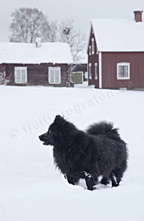 Lapphund i snö djur, däggdjur, hund, hundar, lapphund, snö, spets, spetshund, vinter