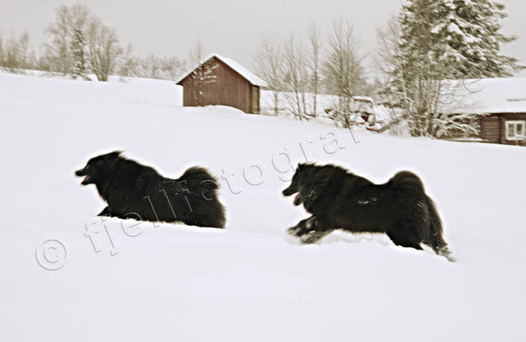 Lapphundar i snö djur, däggdjur, hund, hundar, lapphund, lek, leker, snö, spets, spetshund, vinter