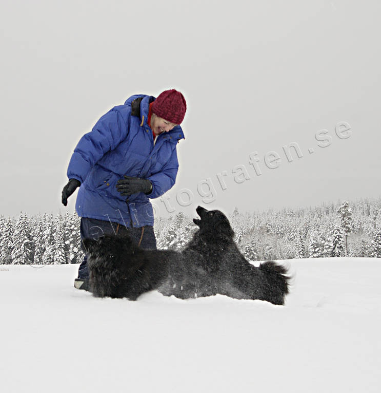 Lapphundar i snö djur, däggdjur, hund, hundar, lapphund, lek, leker, matte, snö, spets, spetshund, vinter