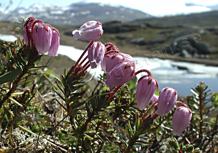 biotop, biotoper, blommor, fjll, fjllblomma, fjllblommor, fjllen, lappljung, natur, phyllodoce caerulea, vxter