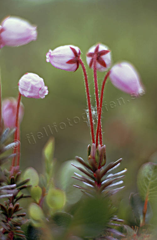 Lappljung i blom biotop, biotoper, blommor, fjäll, fjällen, lappljung, ljung, natur, ris, rosa, växter