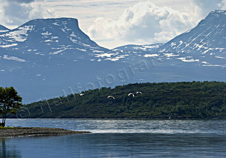 Abisko, abiskofjllen, fjll, fjllen, fglar, Landskap, lappland, Lapporten, natur, sommar, svanar, sngsvan, sngsvanar, tornetrsk