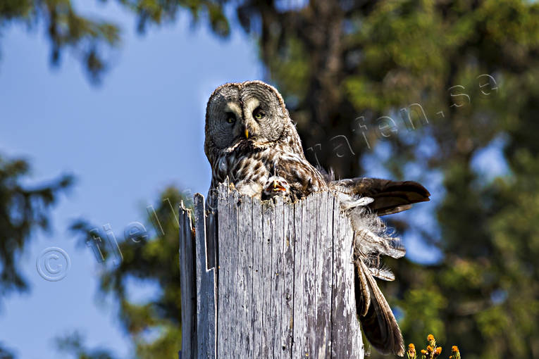 djur, fgel, fglar, Great Grey Owl, lappuggla, Strix nebulosa, uggla, uggleunge, ugglor