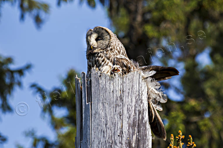djur, fgel, fglar, Great Grey Owl, lappuggla, Strix nebulosa, uggla, uggleunge, ugglor