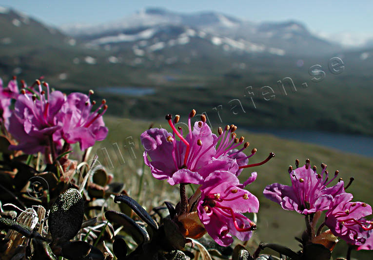 Lapsk alpros biotop, biotoper, blommor, fjäll, fjällblommor, fjällen, natur, Padjelanta, rhododendron lapponicum, röd, växter