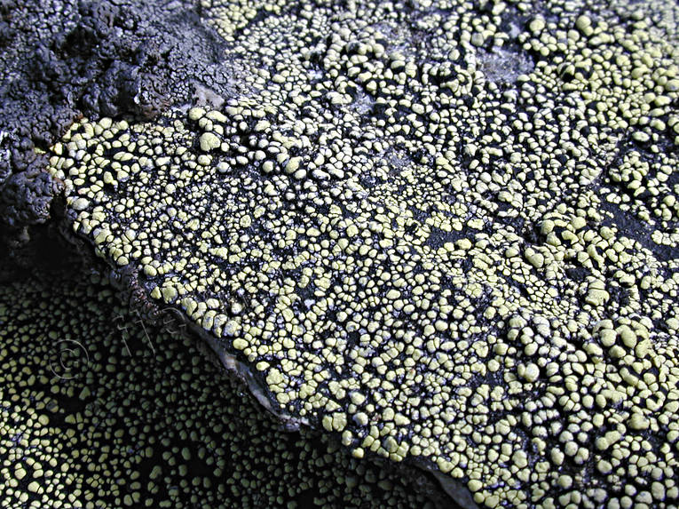 Lav på sten i fjällen biotop, biotoper, fjäll, fjällen, lav, lavar, natur, sten