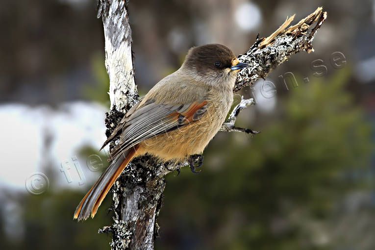 Lavskrika på torraka djur, fågel, fåglar, kråkfågel, kråkfåglar, lavskrika, lavskrikor, småfågel, småfåglar