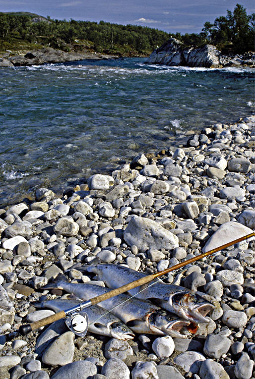 Laxar på strand Finnmark, fisk, fiske, lax, laxar, laxfiske, Nordnorge, Norge, sportfiske, Storälva, strand