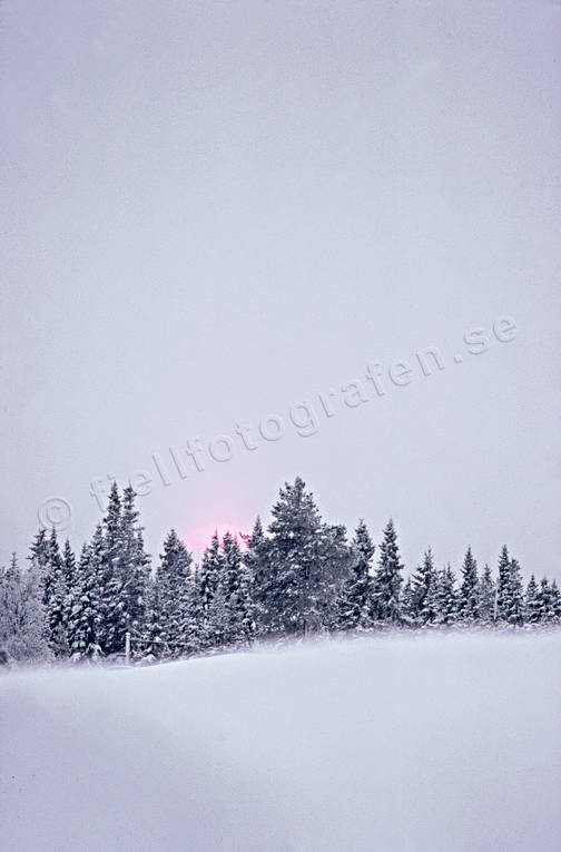 julkort, julstmning, midvinter, sn, sol, stmning, stmningsbild, stmningsbilder, vinter, vintersol, rstid, rstider