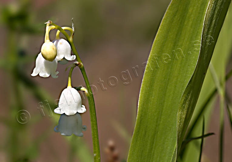 Liljekonvalj biotop, biotoper, blomma, blommor, liljekonvalj, natur, ängsmark