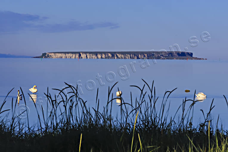 Lilla Karlsö och knölsvanar djur, fågel, fåglar, Gotland, hav, havet, havsstrand, knölsvan, knölsvanar, Landskap, Lilla Karlsö, natur, svan, svanar, öar