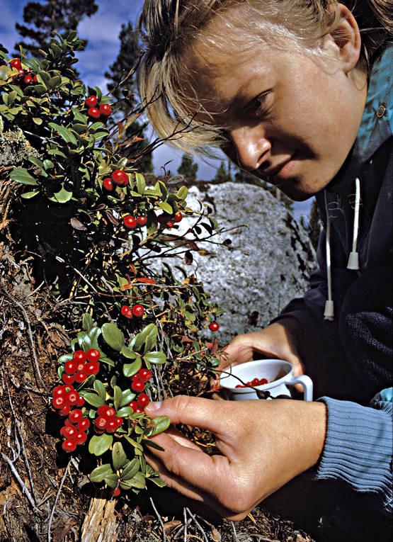 Lingonplockning bär, bärplockning, flicka, lingon, lingonplockning, plocka, skog, sommar, äventyr