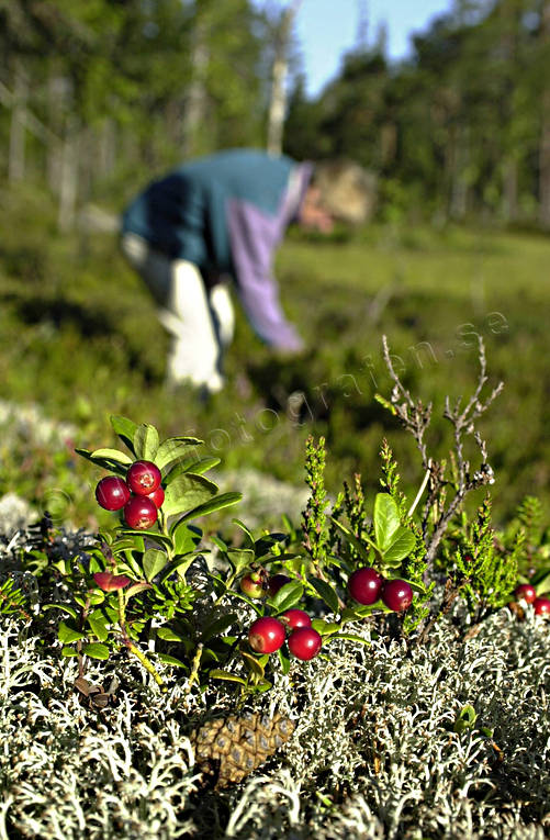 Lingonplockning i Östra Jolen bär, bärplockning, bärskörd, lingon, lingonplockning, sommar, äventyr