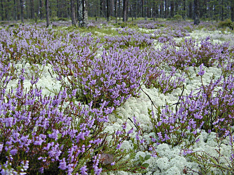 Bildresultat för ljung