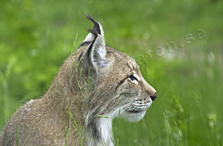 Lodjur djur, däggdjur, kattdjur, lo, lodjur, lokatt, predator, predatorer, rovdjur