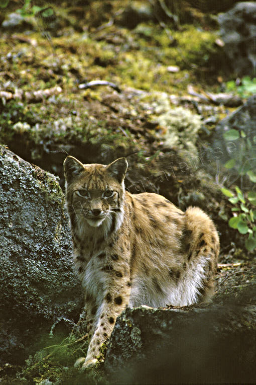 Lodjur i skog djur, däggdjur, kattdjur, lo, lodjur, lokatt, predator, predatorer, rovdjur, skog, sommar