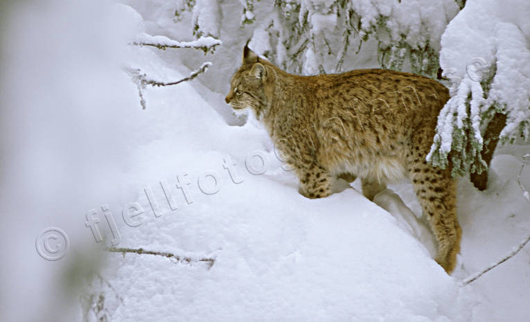djur, dggdjur, katt, kattdjur, lo, lodjur, lokatt, predator, predatorer, rovdjur, sn, vinter